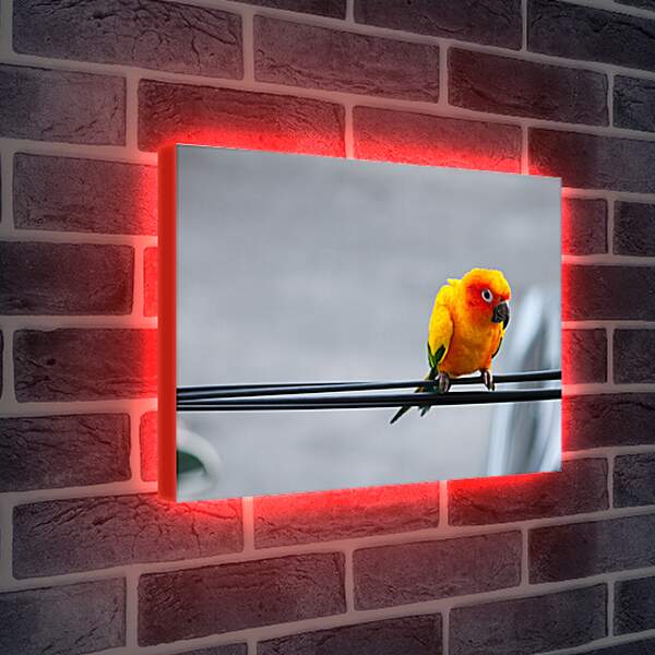 Лайтбокс световая панель - Попугай