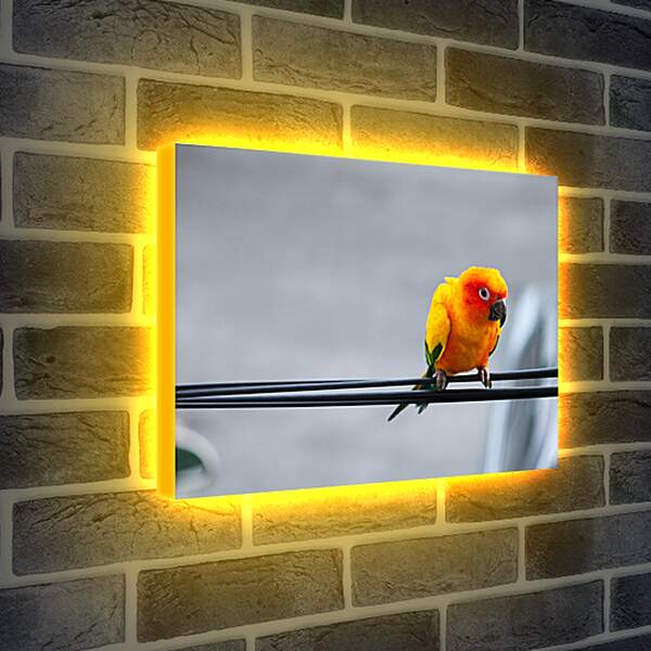 Лайтбокс световая панель - Попугай