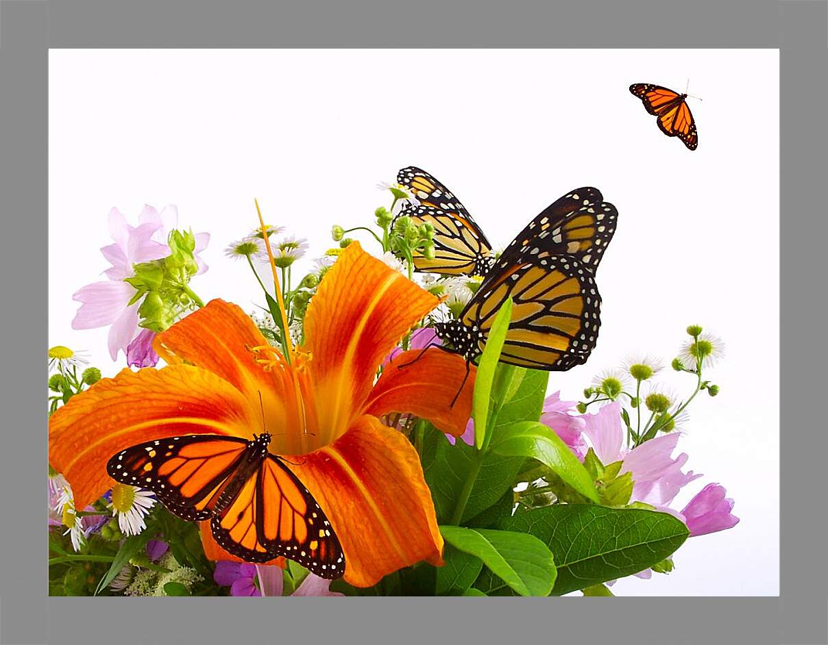 Картина в раме - Бабочки на цветке