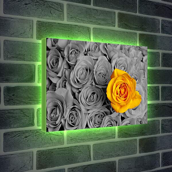 Лайтбокс световая панель - Жёлтая роза