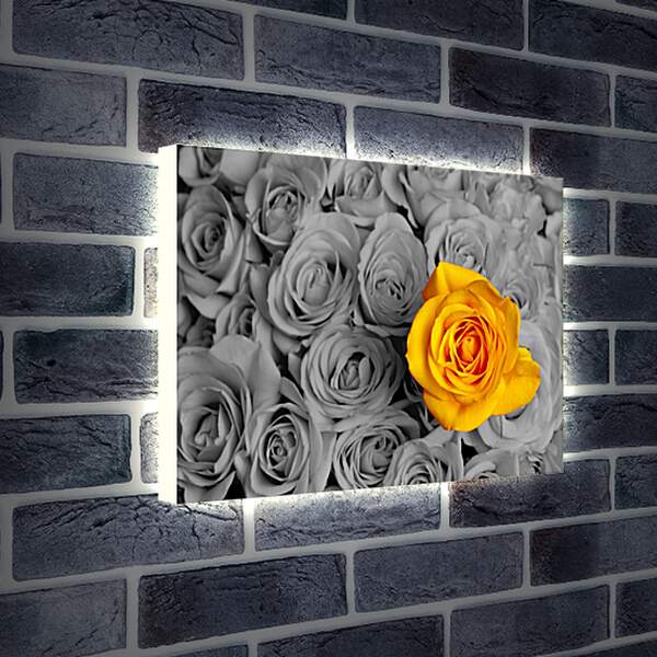 Лайтбокс световая панель - Жёлтая роза