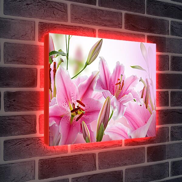 Лайтбокс световая панель - Розовые лилии