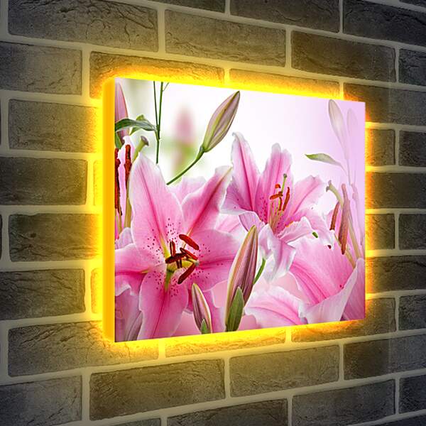 Лайтбокс световая панель - Розовые лилии