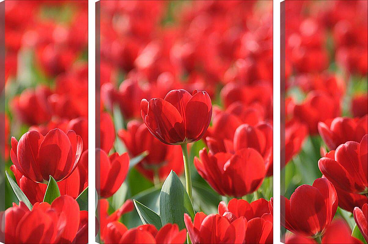 Модульная картина - Красные тюльпаны