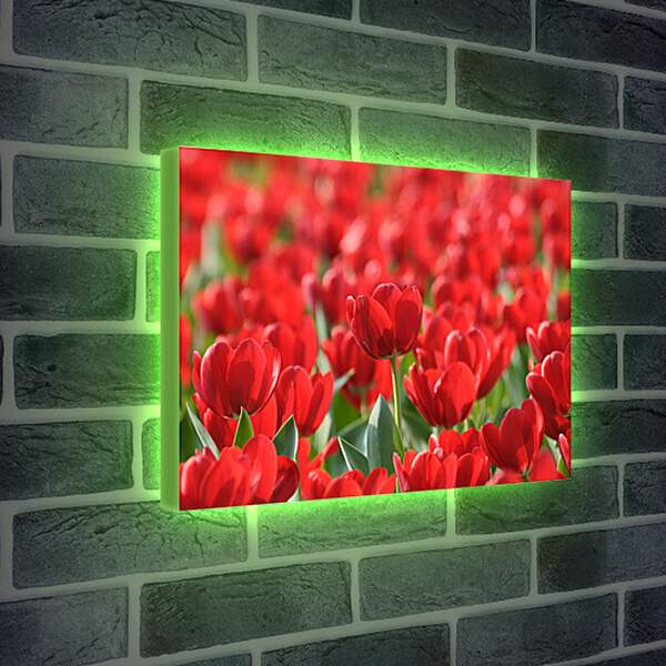 Лайтбокс световая панель - Красные тюльпаны