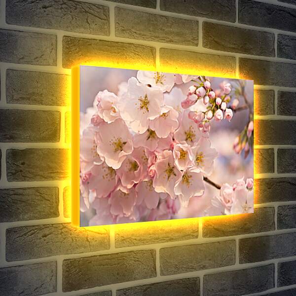 Лайтбокс световая панель - Цветение сакуры