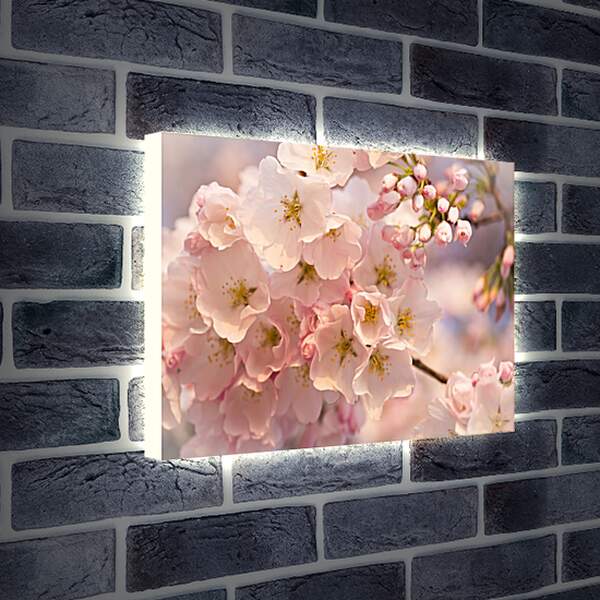 Лайтбокс световая панель - Цветение сакуры