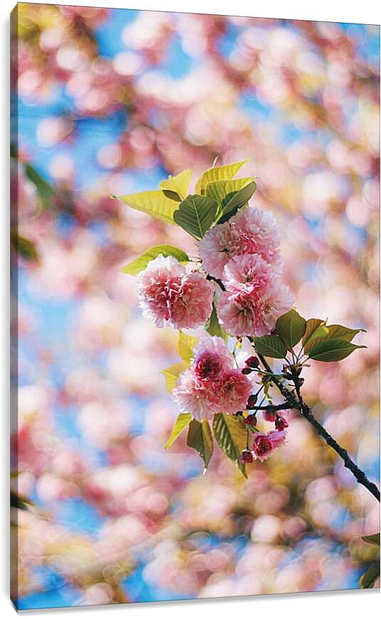 Постер и плакат - Сакура цветет