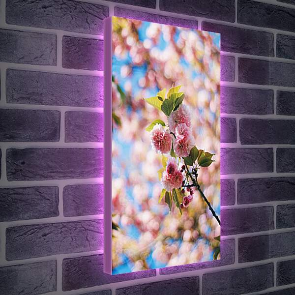 Лайтбокс световая панель - Сакура цветет