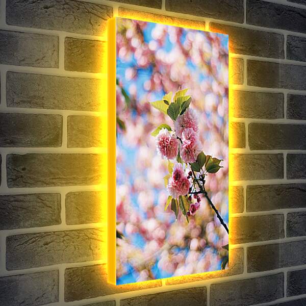 Лайтбокс световая панель - Сакура цветет
