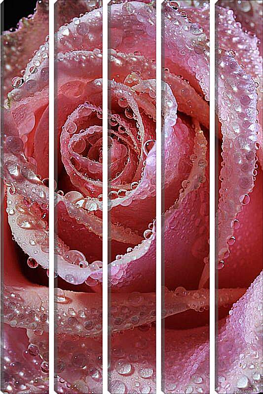 Модульная картина - Роза в капельках воды