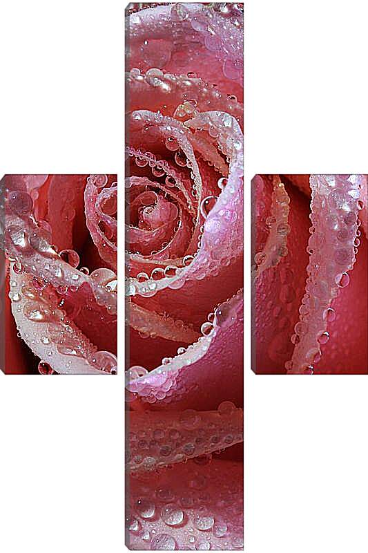 Модульная картина - Роза в капельках воды