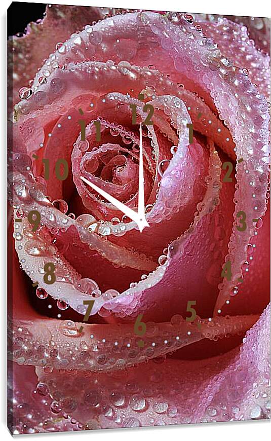 Часы картина - Роза в капельках воды