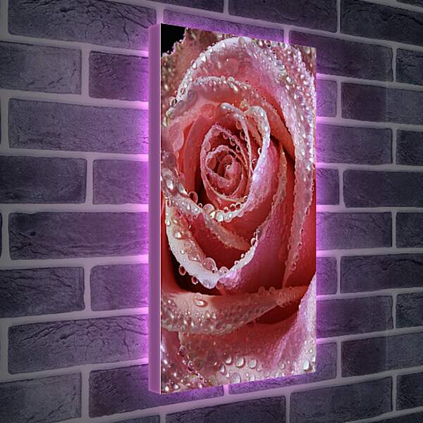 Лайтбокс световая панель - Роза в капельках воды