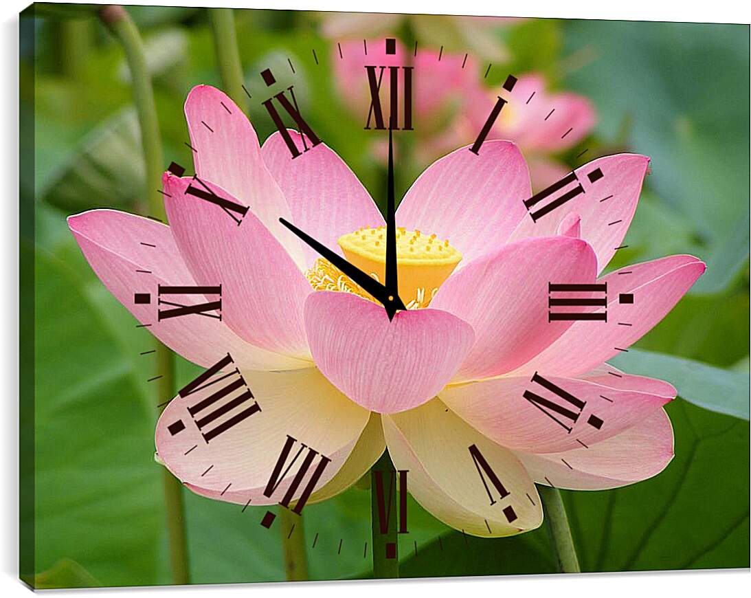 Часы картина - Розовый лотос