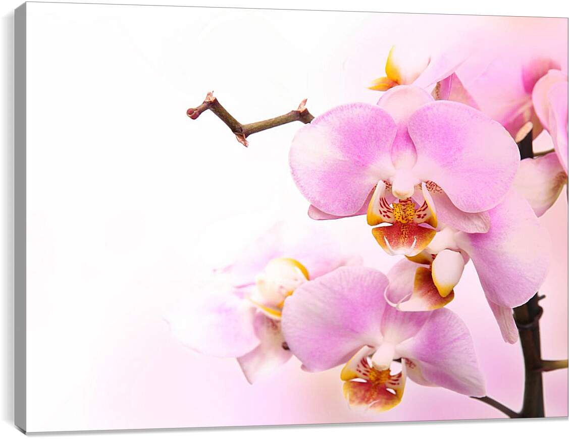 Постер и плакат - Нежная орхидея
