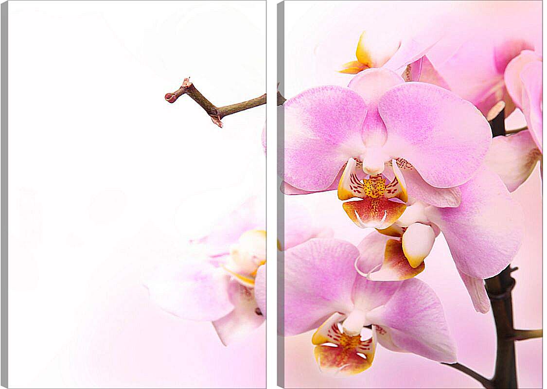 Модульная картина - Нежная орхидея