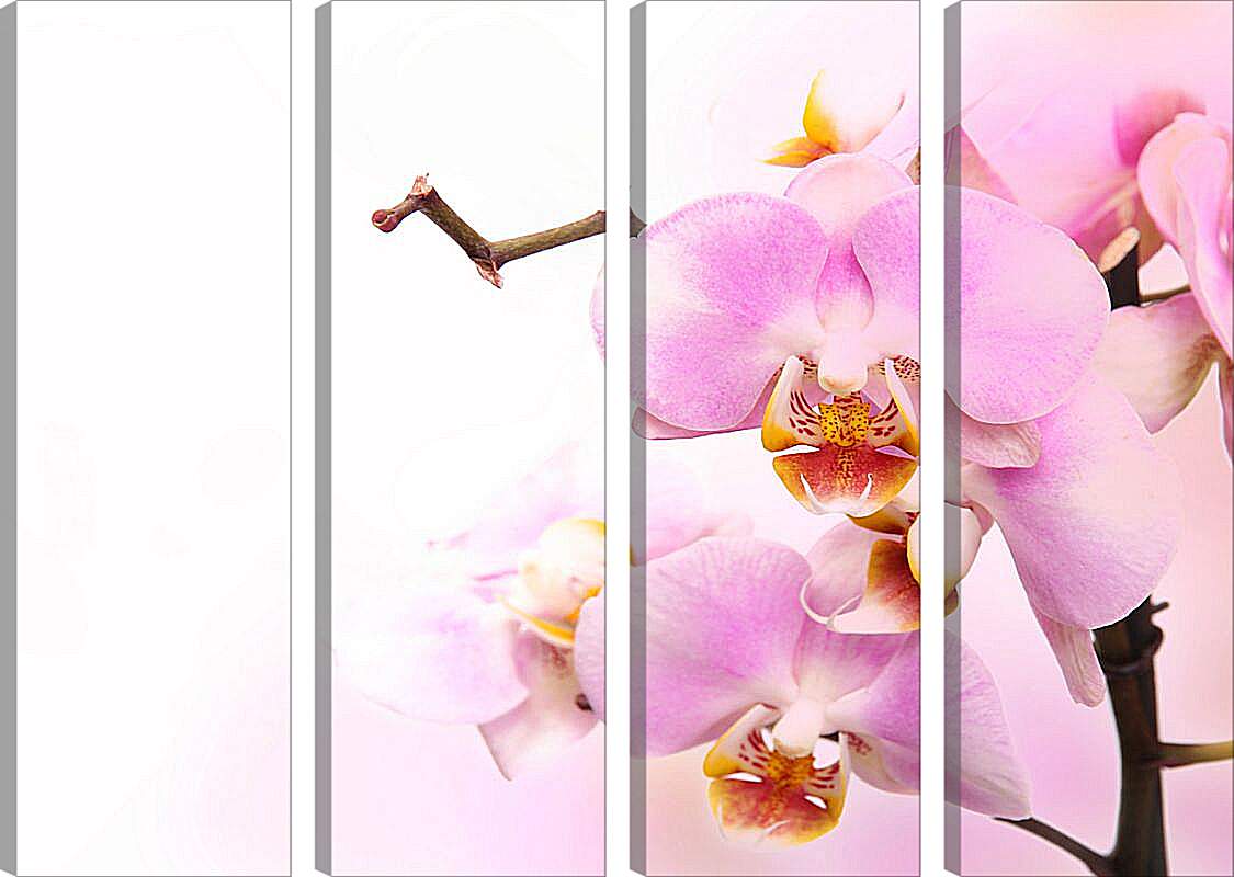 Модульная картина - Нежная орхидея