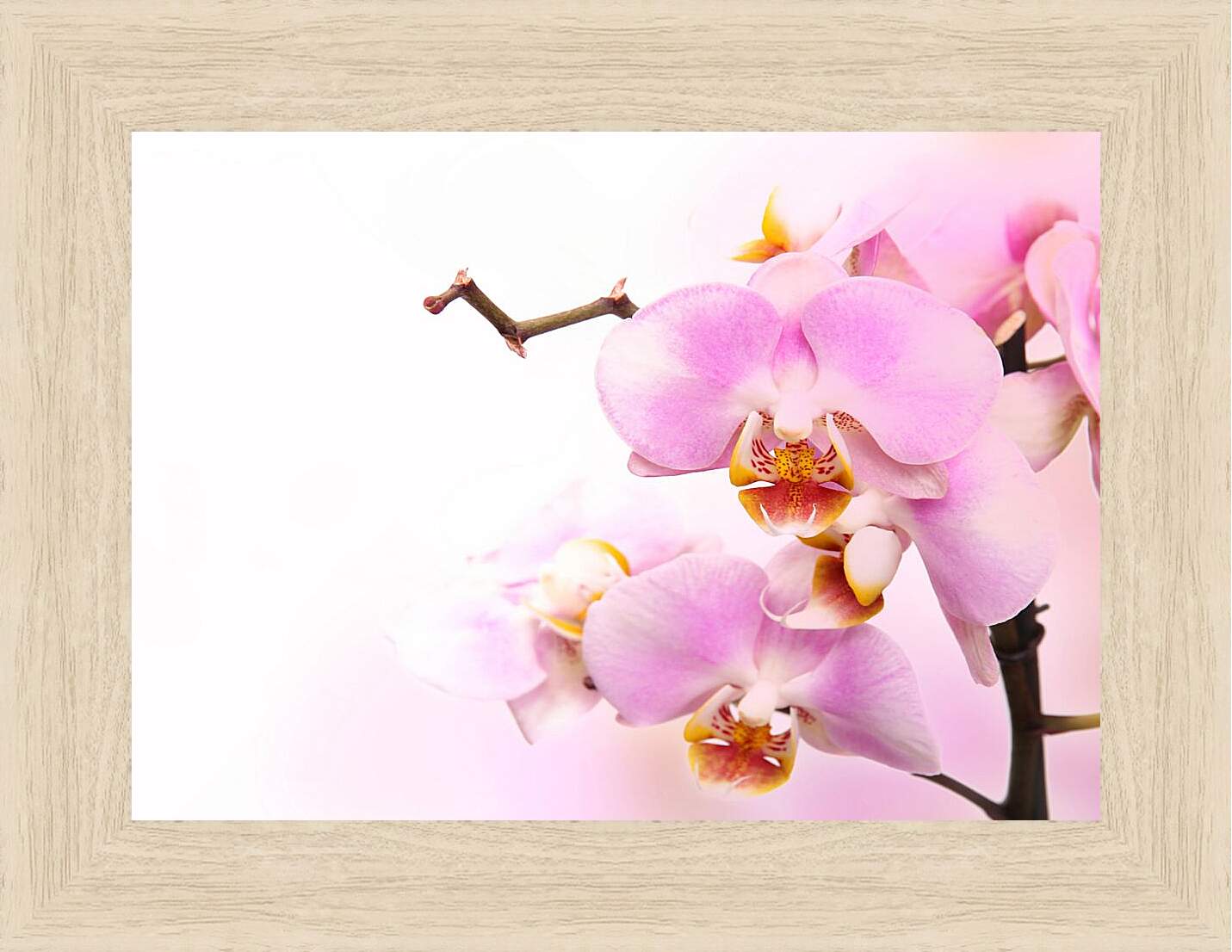 Картина в раме - Нежная орхидея
