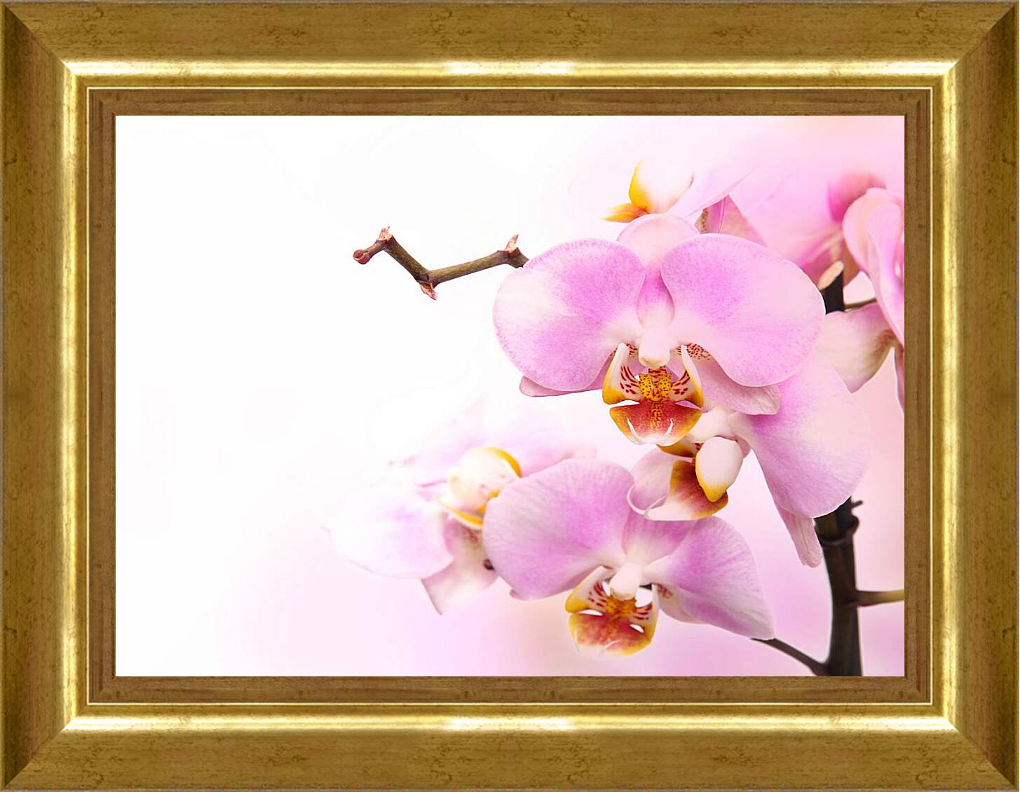 Картина в раме - Нежная орхидея