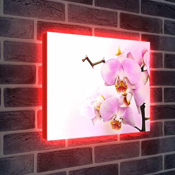 Лайтбокс световая панель - Нежная орхидея