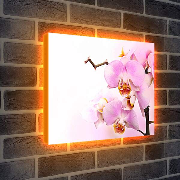 Лайтбокс световая панель - Нежная орхидея