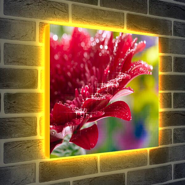 Лайтбокс световая панель - Очень красивый красный цветок