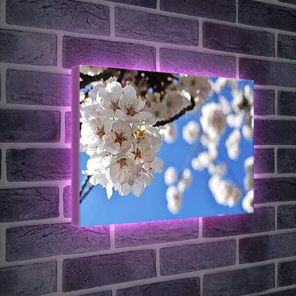 Лайтбокс световая панель - Цветы яблони