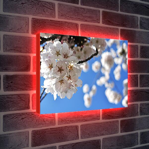 Лайтбокс световая панель - Цветы яблони
