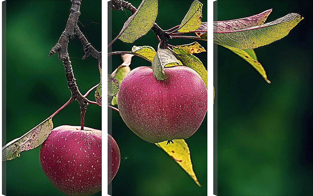 Модульная картина - Яблоки на ветке