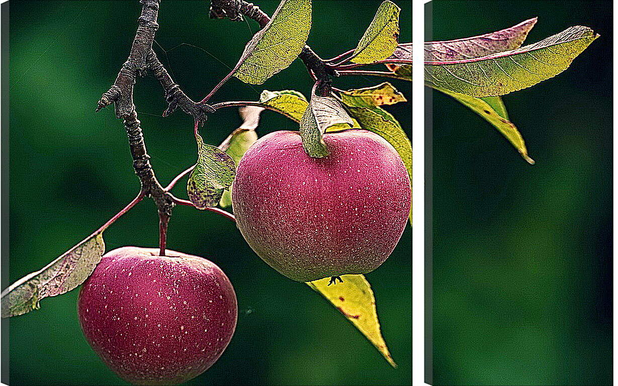 Модульная картина - Яблоки на ветке