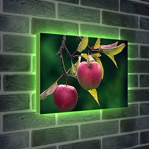 Лайтбокс световая панель - Яблоки на ветке