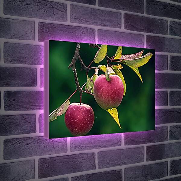 Лайтбокс световая панель - Яблоки на ветке