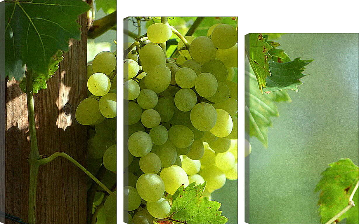 Модульная картина - Виноградная гроздь
