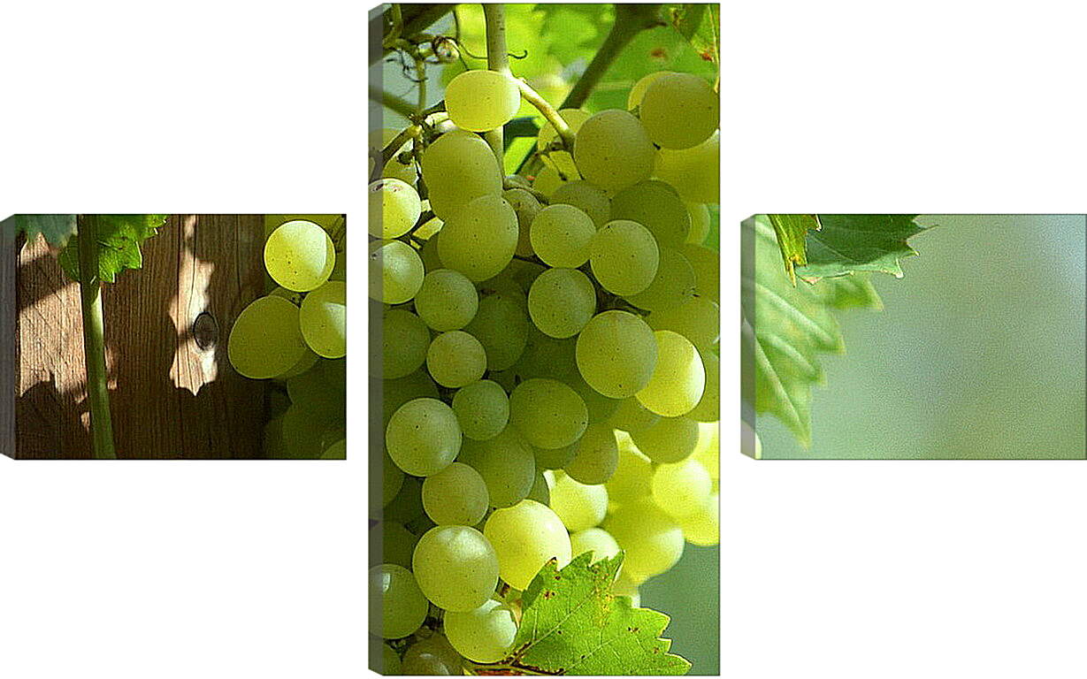 Модульная картина - Виноградная гроздь