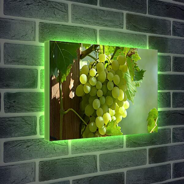 Лайтбокс световая панель - Виноградная гроздь
