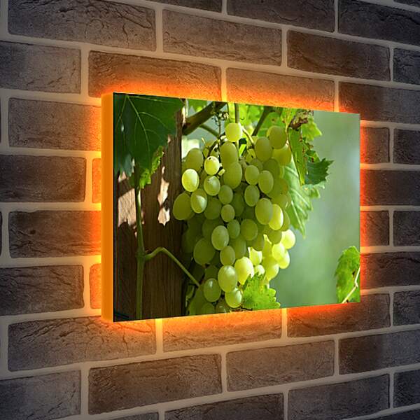 Лайтбокс световая панель - Виноградная гроздь