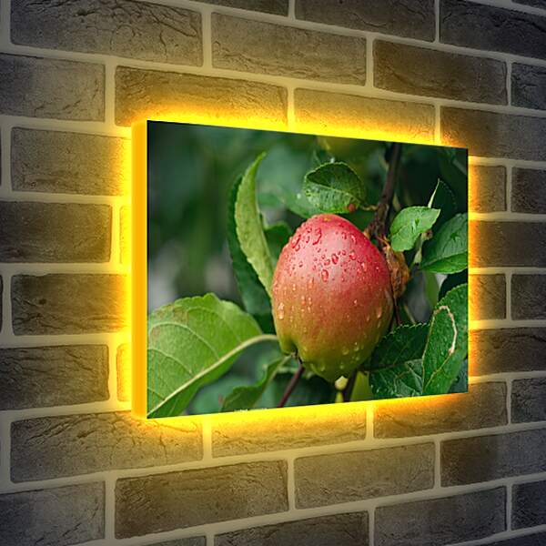 Лайтбокс световая панель - Наливное яблоко
