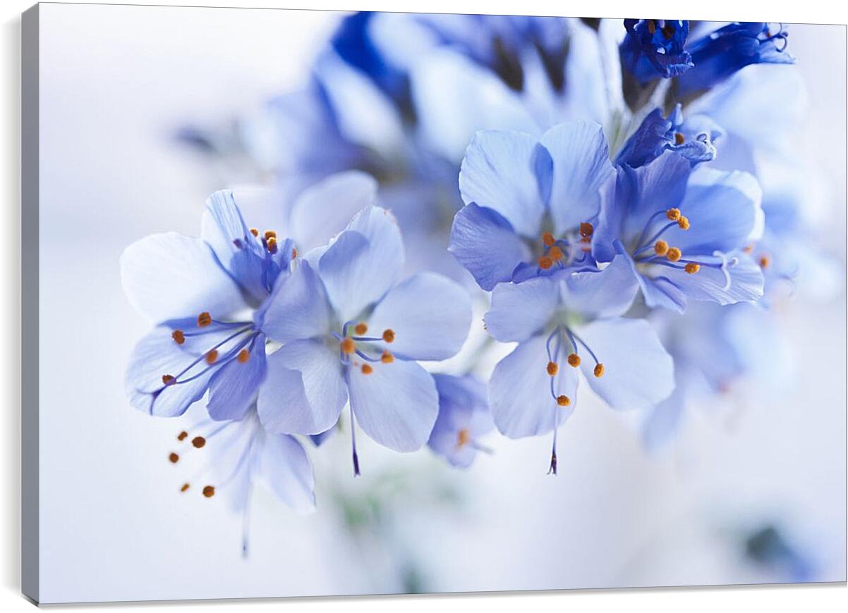 Постер и плакат - Голубые цветы