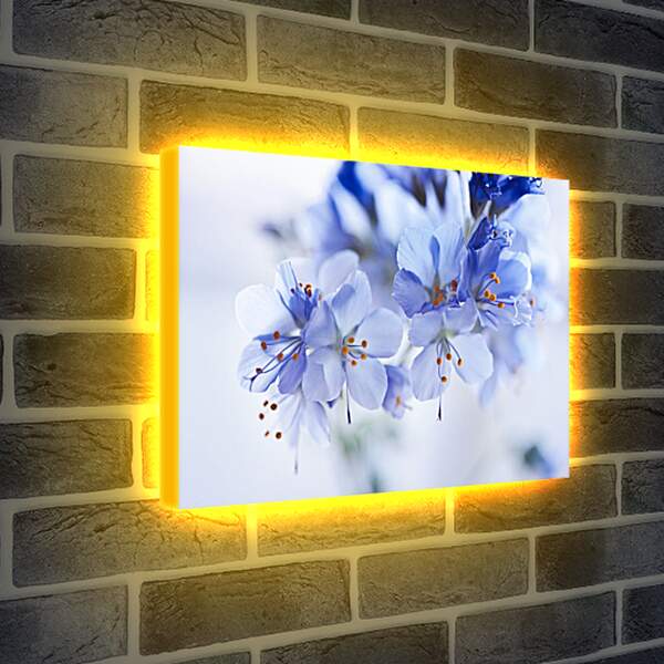 Лайтбокс световая панель - Голубые цветы