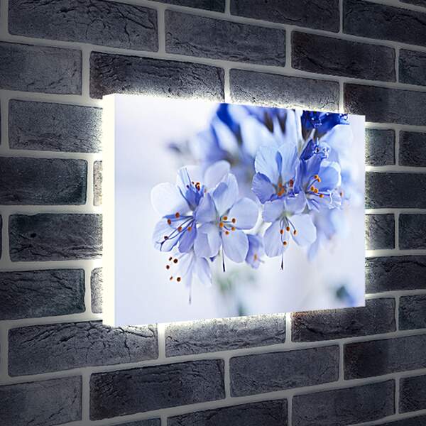 Лайтбокс световая панель - Голубые цветы