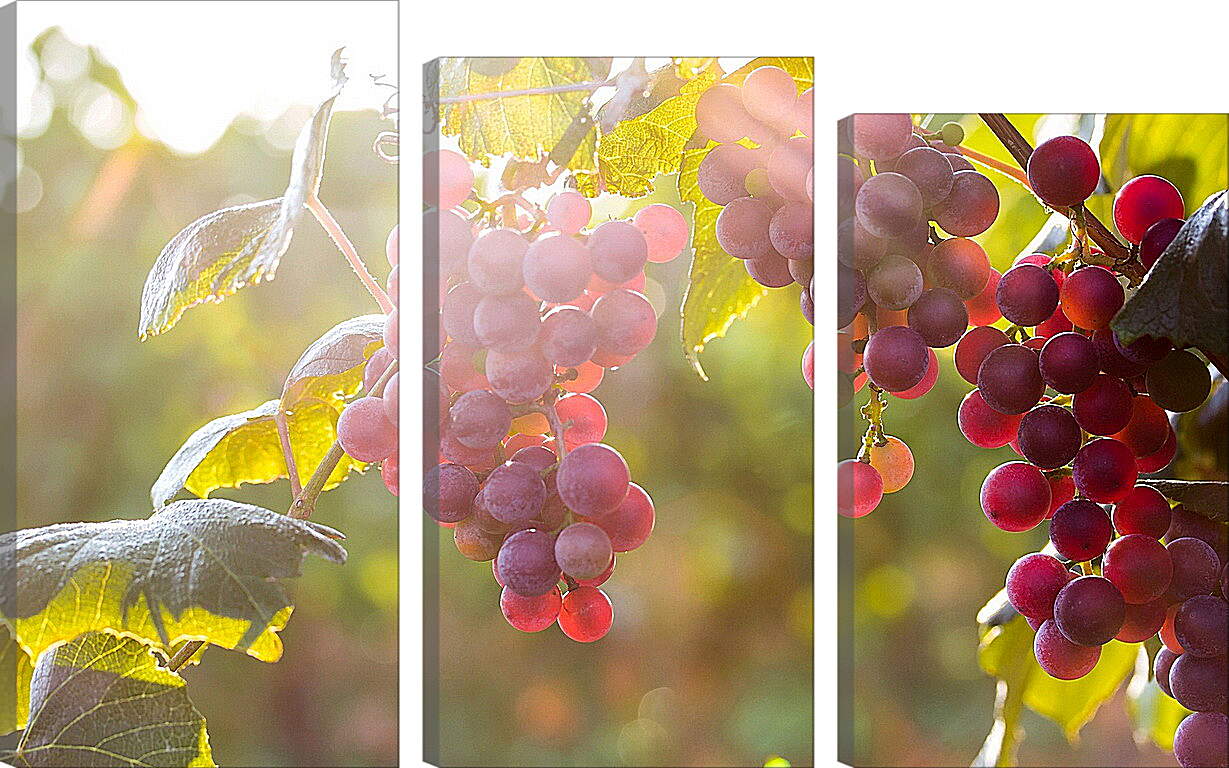 Модульная картина - Гроздья винограда в солнечных лучах