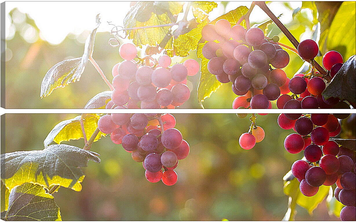 Модульная картина - Гроздья винограда в солнечных лучах