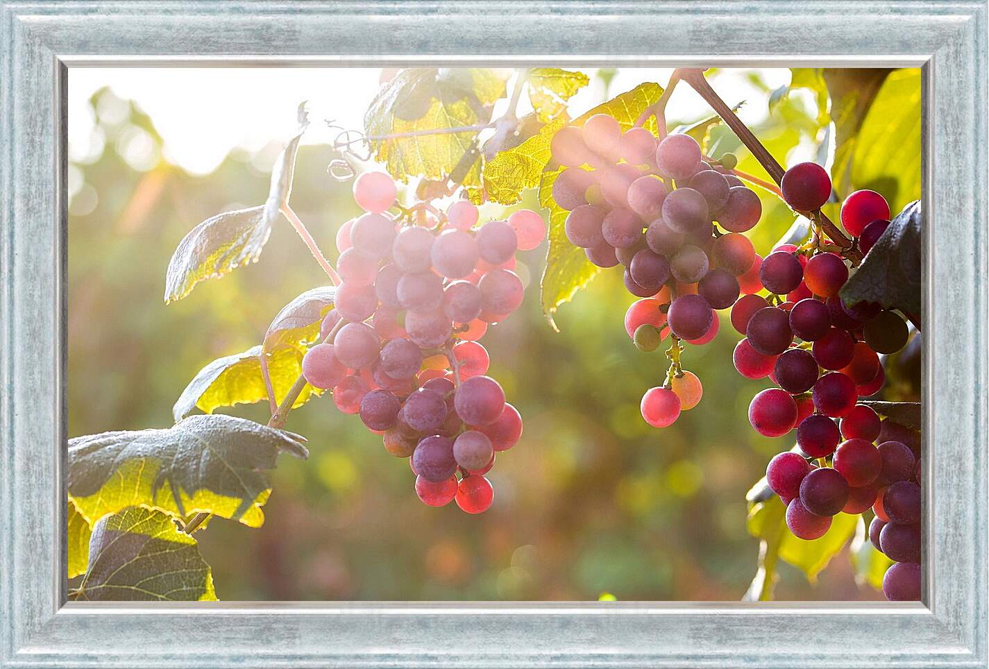 Картина в раме - Гроздья винограда в солнечных лучах