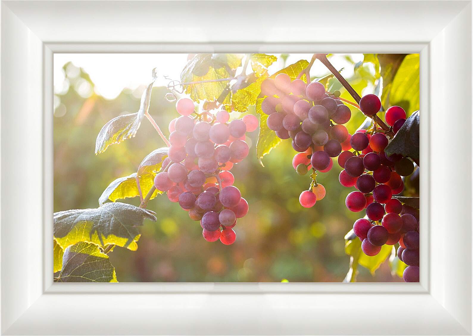 Картина в раме - Гроздья винограда в солнечных лучах