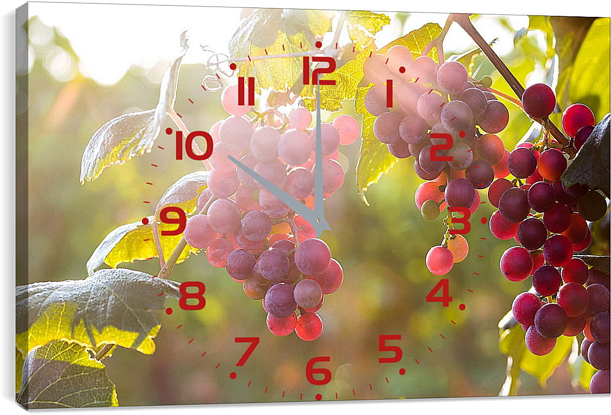 Часы картина - Гроздья винограда в солнечных лучах