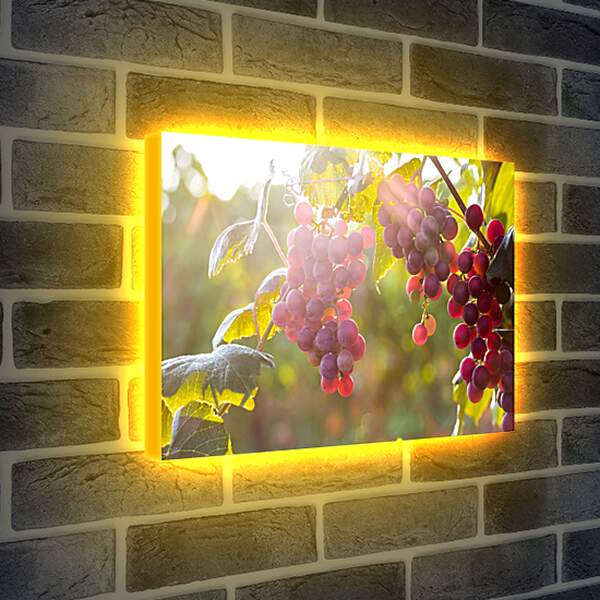 Лайтбокс световая панель - Гроздья винограда в солнечных лучах