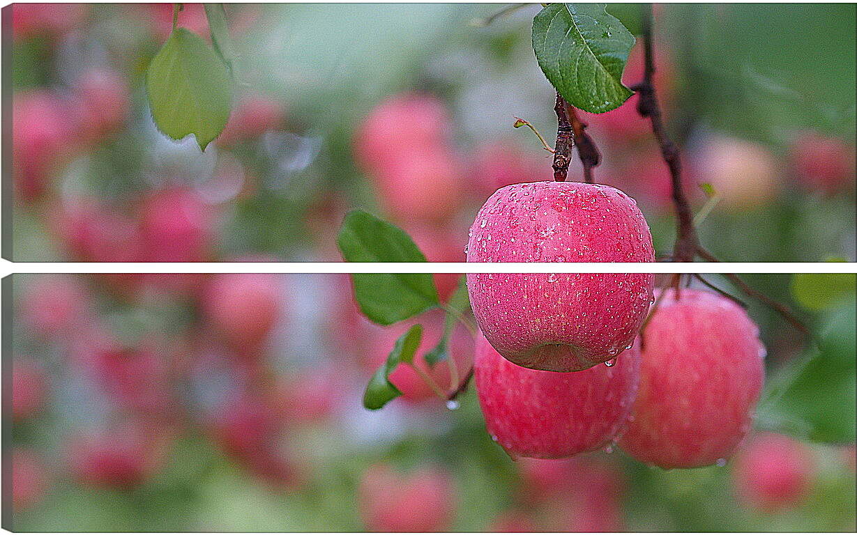 Модульная картина - Красные яблоки на ветвях