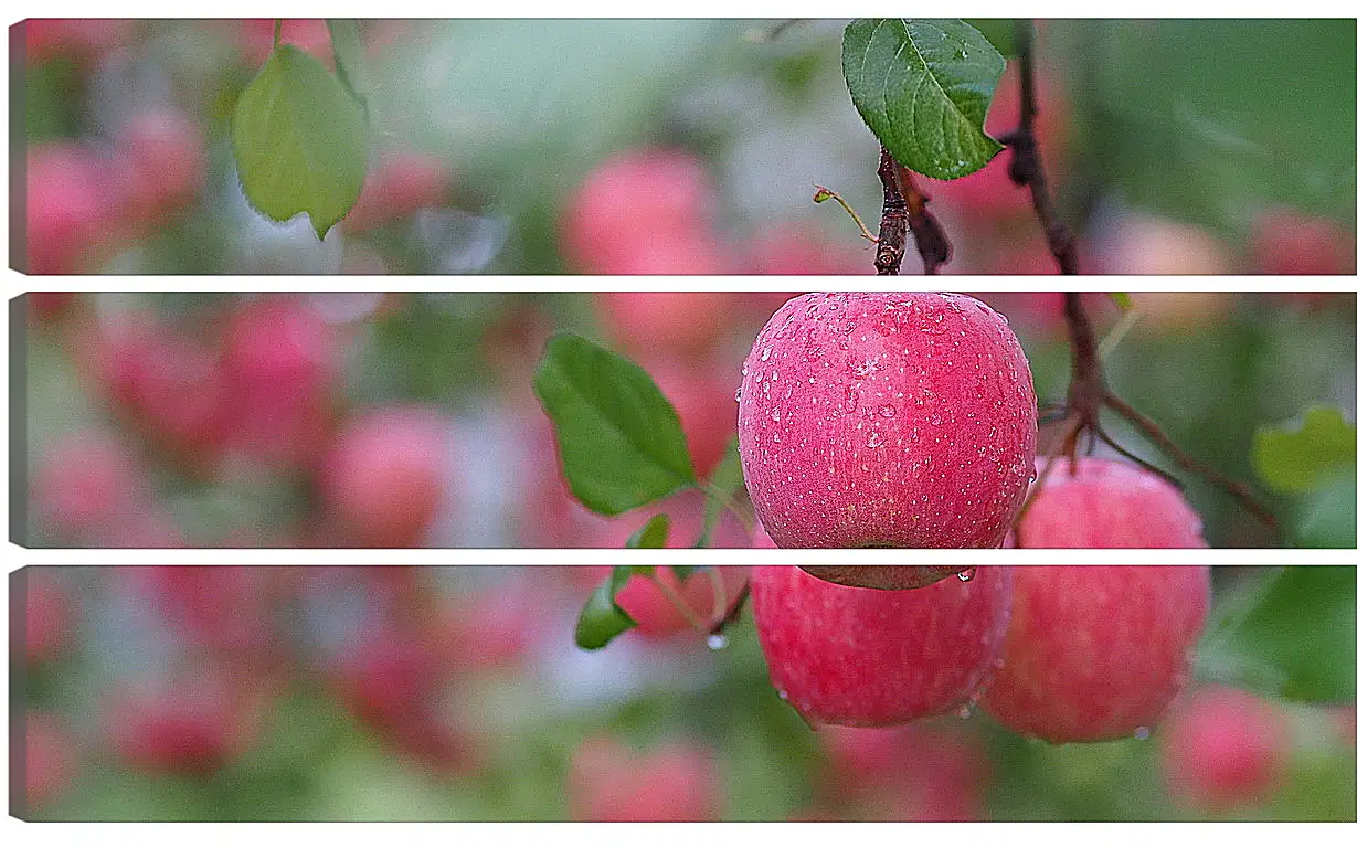 Модульная картина - Красные яблоки на ветвях