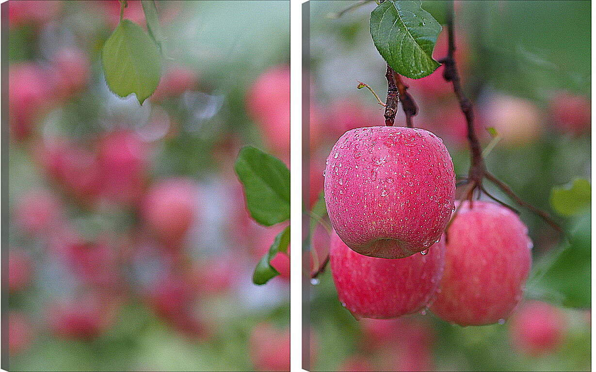 Модульная картина - Красные яблоки на ветвях